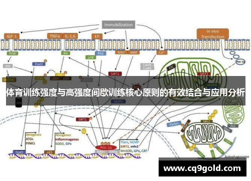 体育训练强度与高强度间歇训练核心原则的有效结合与应用分析